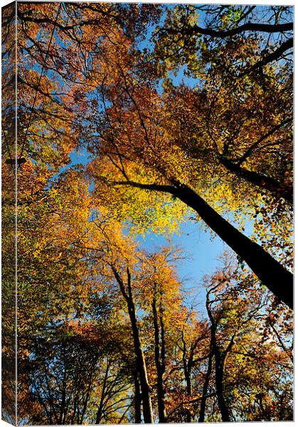  Looking up at Autumn Canvas Print by Rosie Spooner