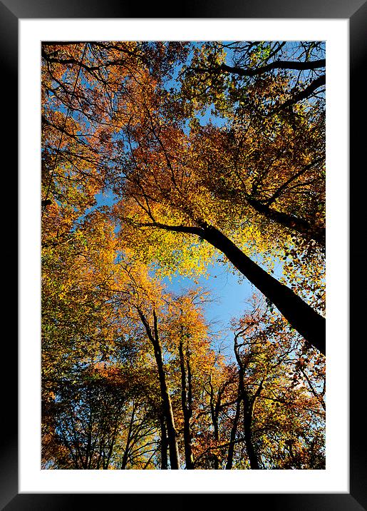  Looking up at Autumn Framed Mounted Print by Rosie Spooner