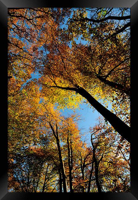  Looking up at Autumn Framed Print by Rosie Spooner