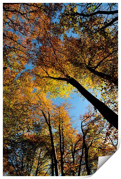  Looking up at Autumn Print by Rosie Spooner