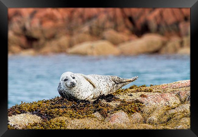  Cute Grey Seal Pup on Mull Scotland Framed Print by James Bennett (MBK W