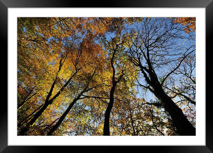  Looking up at Autumm Trees Framed Mounted Print by Rosie Spooner