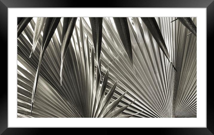  black and white in the glasshouse Framed Mounted Print by Heather Newton