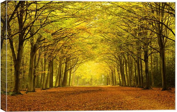 Sunlit Path Through Vibrant Autumn Trees Canvas Print by Rick Bowden
