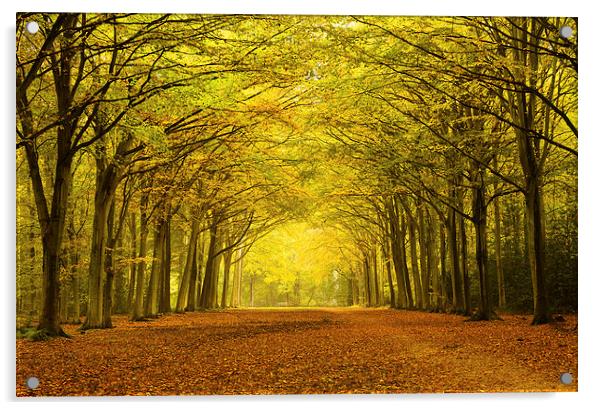 Sunlit Path Through Vibrant Autumn Trees Acrylic by Rick Bowden