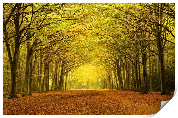 Sunlit Path Through Vibrant Autumn Trees Print by Rick Bowden