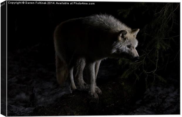  Dave the Wolf at Night Canvas Print by Darren Foltinek