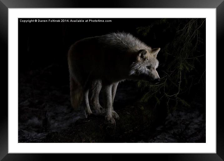  Dave the Wolf at Night Framed Mounted Print by Darren Foltinek