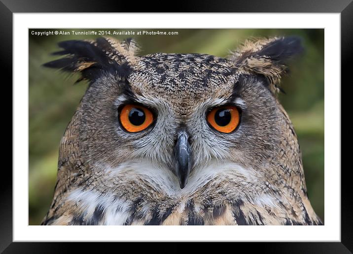 Magnificent Eagle Owl closeup Framed Mounted Print by Alan Tunnicliffe