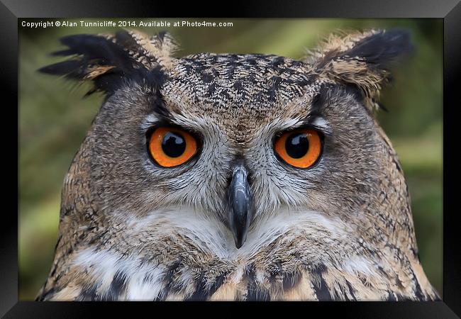 Magnificent Eagle Owl closeup Framed Print by Alan Tunnicliffe