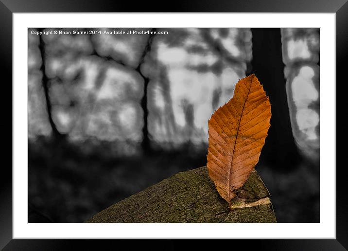  Autumn Leaf on Monochrome Framed Mounted Print by Brian Garner