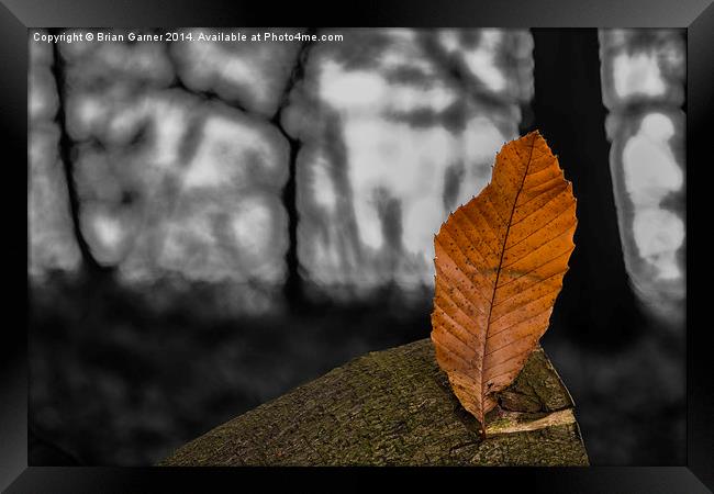  Autumn Leaf on Monochrome Framed Print by Brian Garner