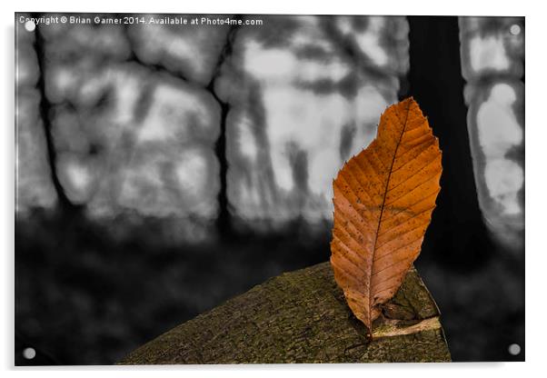  Autumn Leaf on Monochrome Acrylic by Brian Garner