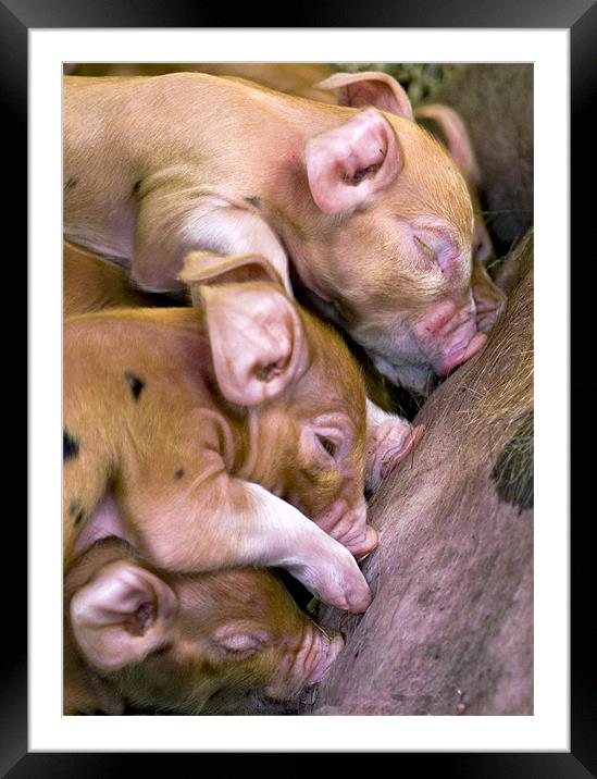 Piglets suckling Framed Mounted Print by Mike Gorton