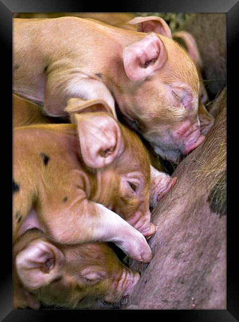 Piglets suckling Framed Print by Mike Gorton