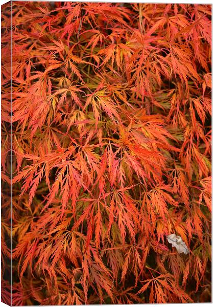  Maple Leaves in Autumn Canvas Print by Jonathan Evans