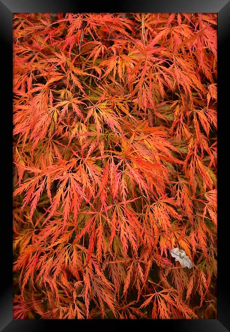  Maple Leaves in Autumn Framed Print by Jonathan Evans