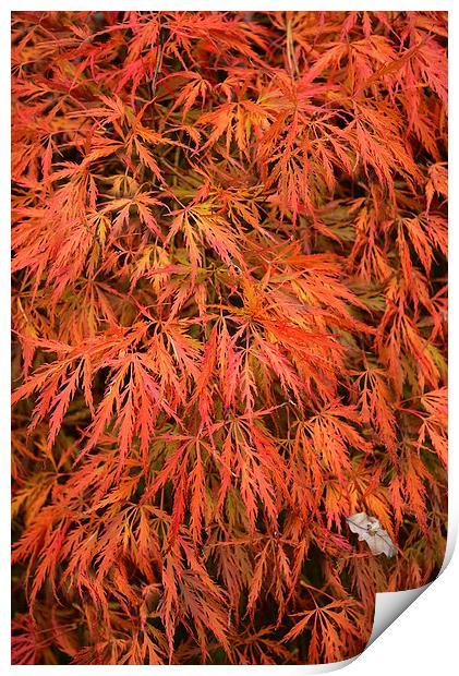  Maple Leaves in Autumn Print by Jonathan Evans