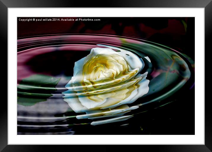 THE ROSE Framed Mounted Print by paul willats
