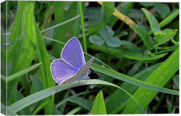 Silver-Studded Blue butterfly   Canvas Print by Tony Murtagh