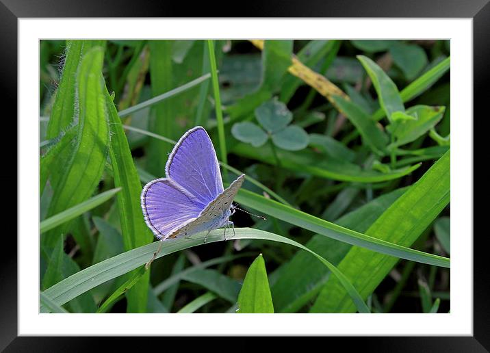 Silver-Studded Blue butterfly   Framed Mounted Print by Tony Murtagh