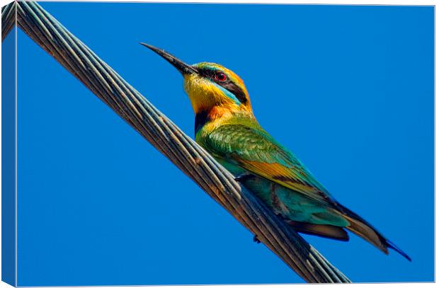  Bird on a wire (Rainbow Bee eater) Queensland Aus Canvas Print by James Bennett (MBK W