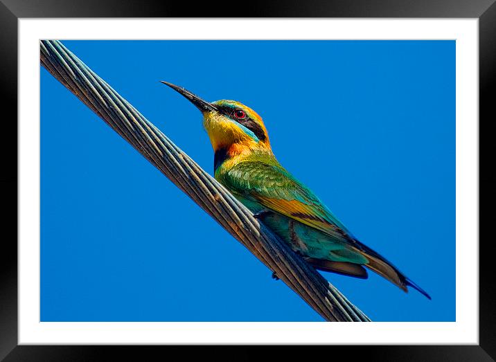  Bird on a wire (Rainbow Bee eater) Queensland Aus Framed Mounted Print by James Bennett (MBK W