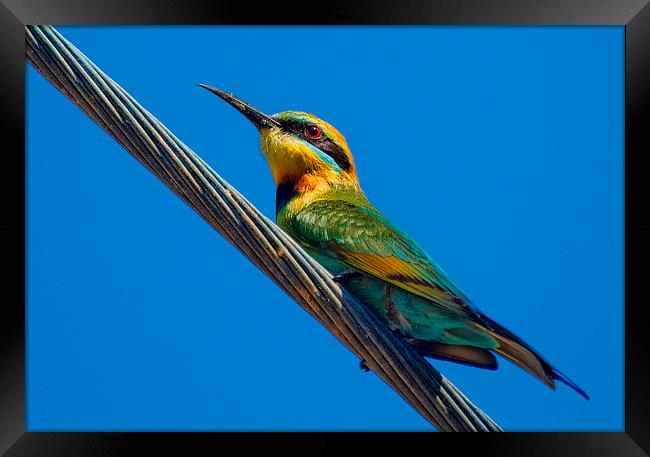  Bird on a wire (Rainbow Bee eater) Queensland Aus Framed Print by James Bennett (MBK W