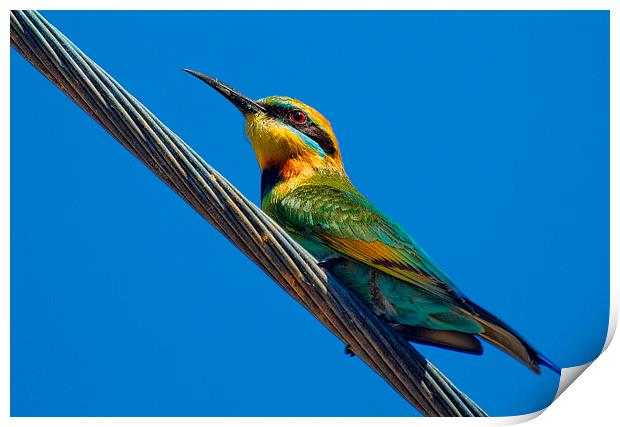  Bird on a wire (Rainbow Bee eater) Queensland Aus Print by James Bennett (MBK W