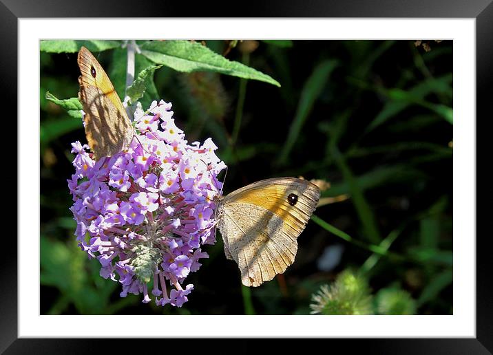 Meadow Brown butterfly   Framed Mounted Print by Tony Murtagh