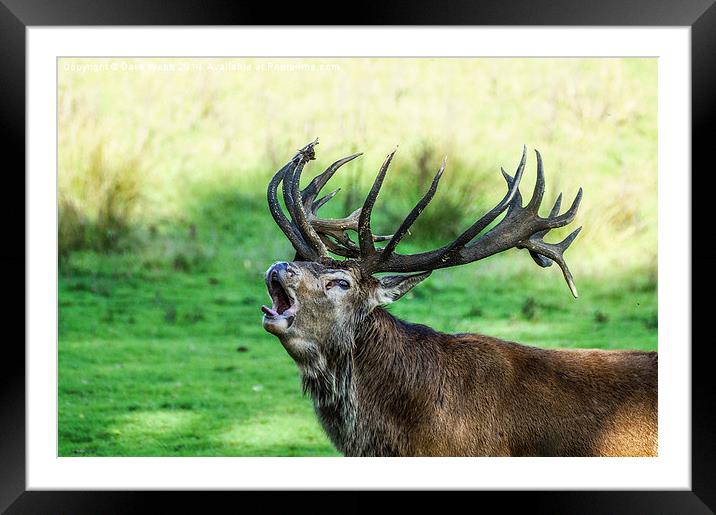  Bolving Red Stag Framed Mounted Print by Dave Webb