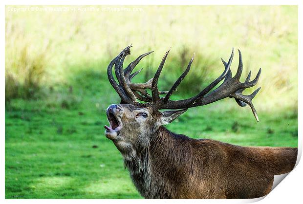  Bolving Red Stag Print by Dave Webb