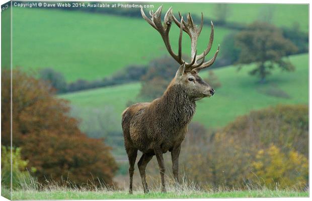 Impressive Red Stag Canvas Print by Dave Webb