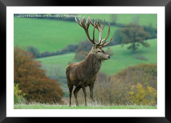  Impressive Red Stag Framed Mounted Print by Dave Webb