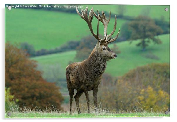  Impressive Red Stag Acrylic by Dave Webb