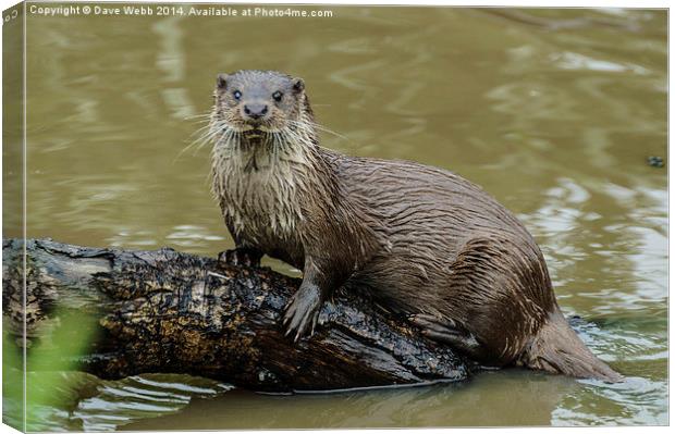  Wild Otter Canvas Print by Dave Webb