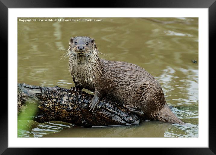  Wild Otter Framed Mounted Print by Dave Webb