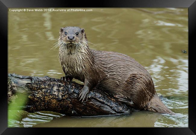  Wild Otter Framed Print by Dave Webb
