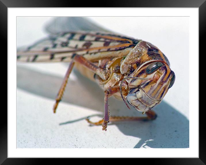 Grasshopper Framed Mounted Print by allen martin