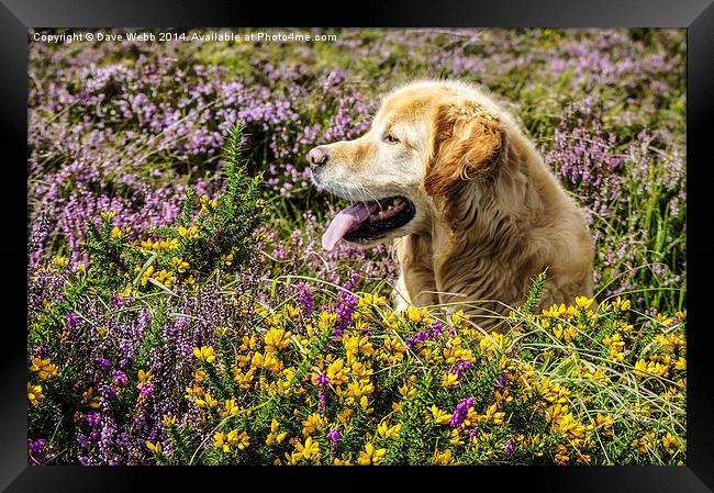  Golden Retriever in the August heather Framed Print by Dave Webb