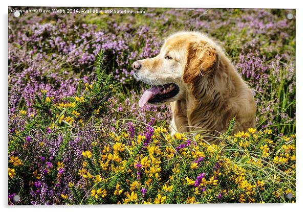  Golden Retriever in the August heather Acrylic by Dave Webb