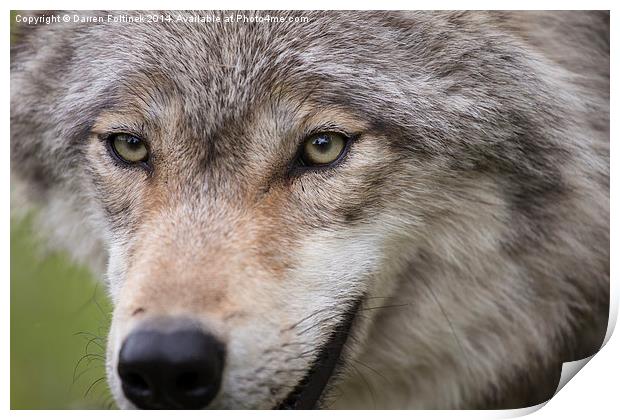 Wolf eyes Print by Darren Foltinek
