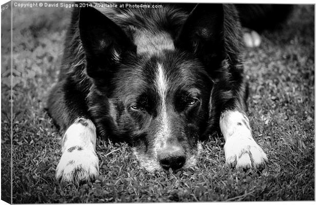  Relaxing Border Collie Black and White Canvas Print by David Siggers