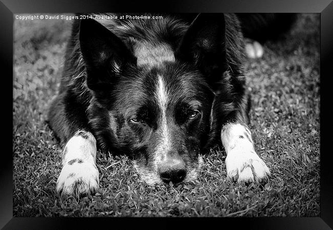  Relaxing Border Collie Black and White Framed Print by David Siggers