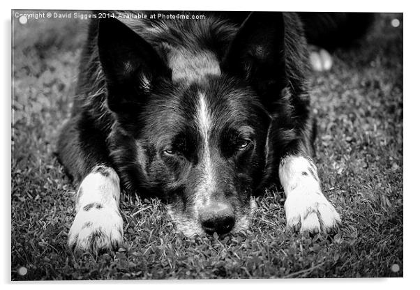  Relaxing Border Collie Black and White Acrylic by David Siggers