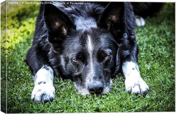 Relaxing Border Collie Canvas Print by David Siggers