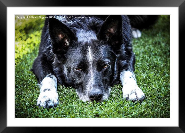 Relaxing Border Collie Framed Mounted Print by David Siggers