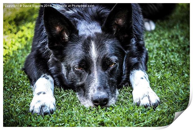 Relaxing Border Collie Print by David Siggers