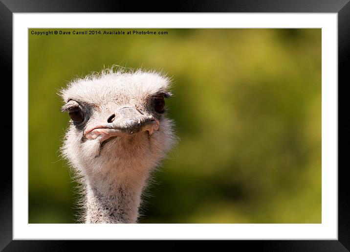 Ostrich Portrait Framed Mounted Print by Dave Carroll