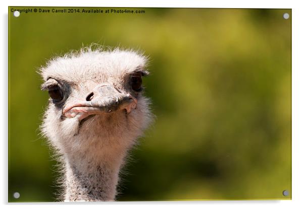 Ostrich Portrait Acrylic by Dave Carroll